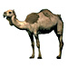 Large Camel Graphic