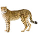 Medium Cheetah Graphic