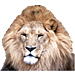 Large Lion Graphic