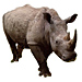 Large Rhino Graphic